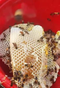 প্রাকৃতিক স্বাস্থ্য - Best Tech & Gadgets in BD | ElectroBaz প্রাকৃতিক স্বাস্থ্য | Best Electronics Store BD - ElectroBaz