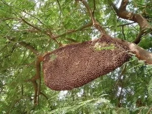 প্রাকৃতিক স্বাস্থ্য - Best Tech & Gadgets in BD | ElectroBaz প্রাকৃতিক স্বাস্থ্য | Best Electronics Store BD - ElectroBaz