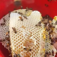 প্রাকৃতিক স্বাস্থ্য - Best Tech & Gadgets in BD | ElectroBaz sundarban-pure-honey (3)