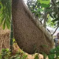 প্রাকৃতিক স্বাস্থ্য - Best Tech & Gadgets in BD | ElectroBaz sundarban-pure-honey (4)