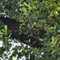 প্রাকৃতিক স্বাস্থ্য - Best Tech & Gadgets in BD | ElectroBaz sundarban-pure-honey (5)