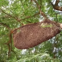 প্রাকৃতিক স্বাস্থ্য - Best Tech & Gadgets in BD | ElectroBaz sundarban-pure-honey (6)