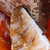 প্রাকৃতিক স্বাস্থ্য - Best Tech & Gadgets in BD | ElectroBaz sundarban-pure-honey (8)